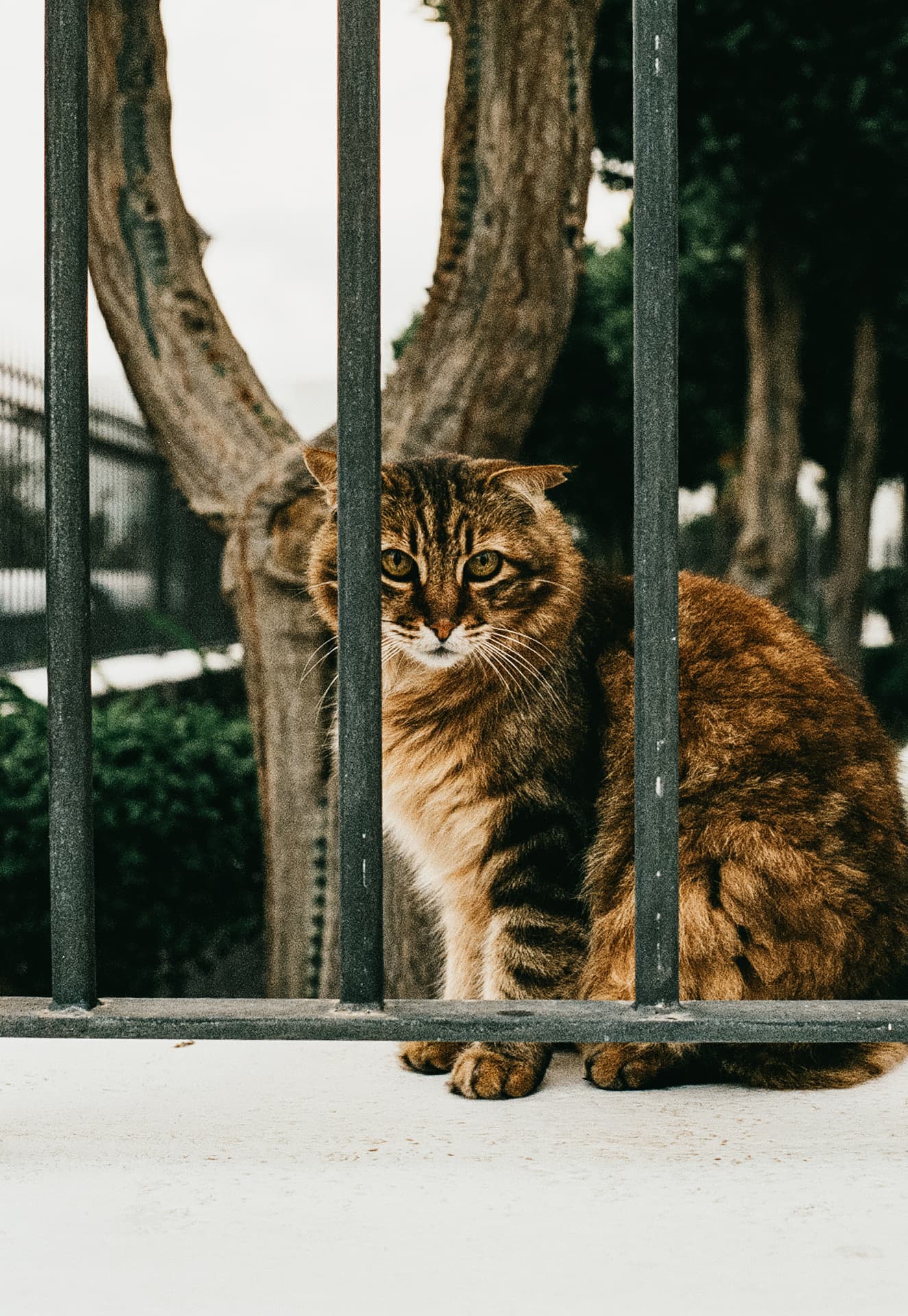 Cat sitting behind a metal railing